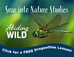 Abiding Wild: Soar into nature studies