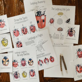 raising wild things ladybugs